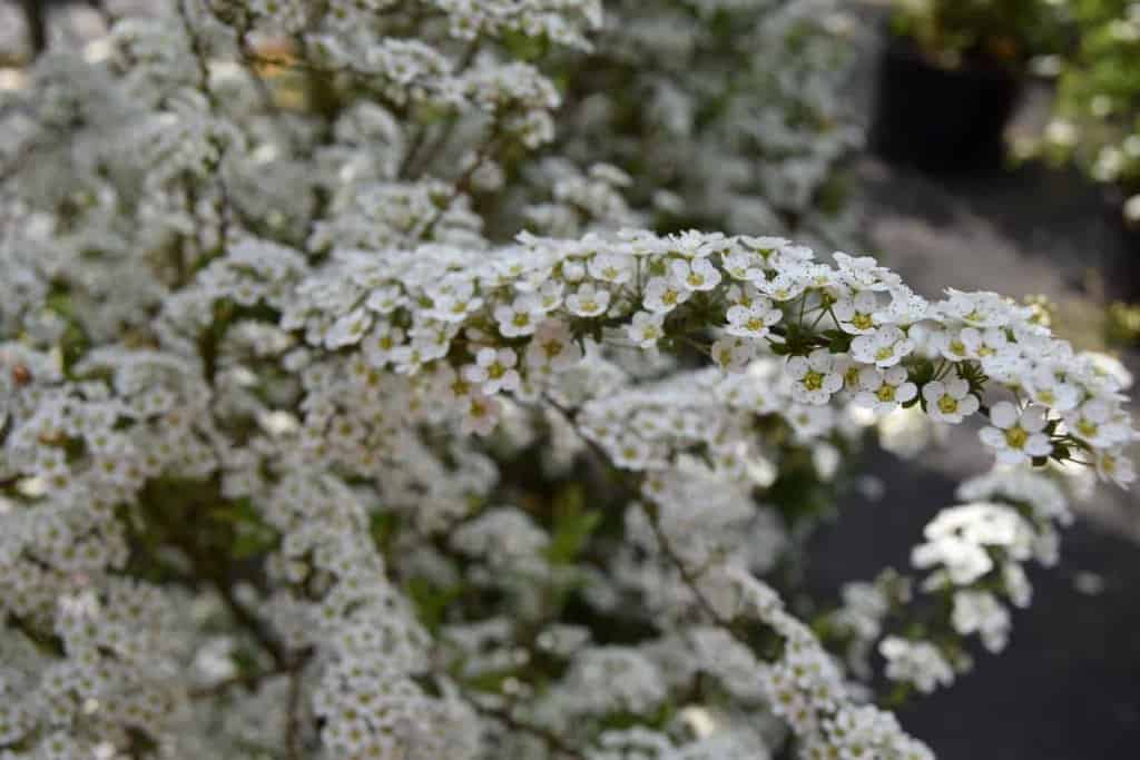 Spiraea 'Arguta' <span class="hidden specialOffer"></span> 30-40 cm